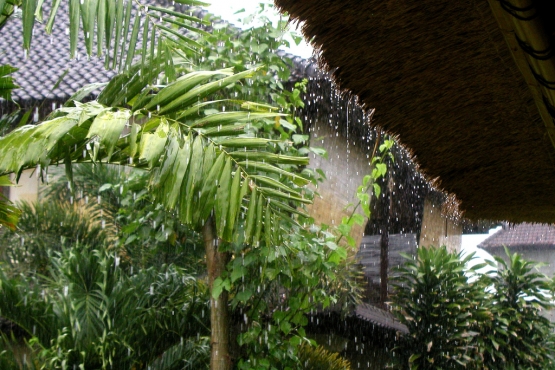 Тропический ливень в сезон дождей