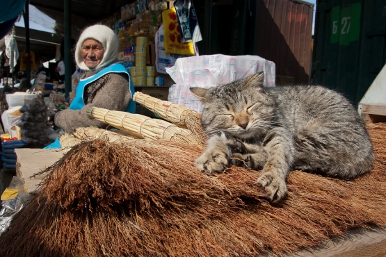 Спящий кот на рынке