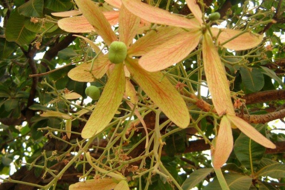 Цветущее бирманское лаковое дерево
