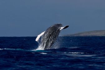 Гренландия фото – киты