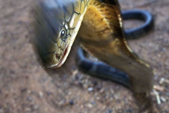 Тайланд фото – Королевская кобра