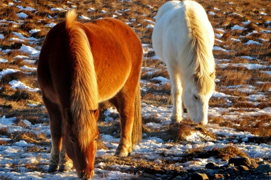 Лошади исландской породы на лугу