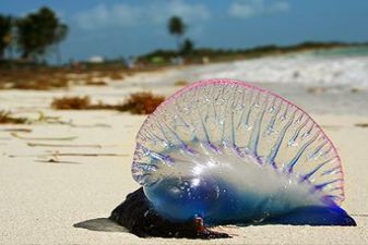 Испания фото – медуза 