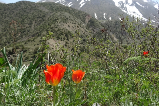 Весна в окрестностях Шымкента