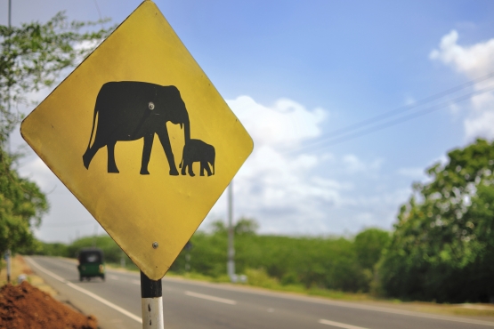 Слон – тоже участник дорожного движения