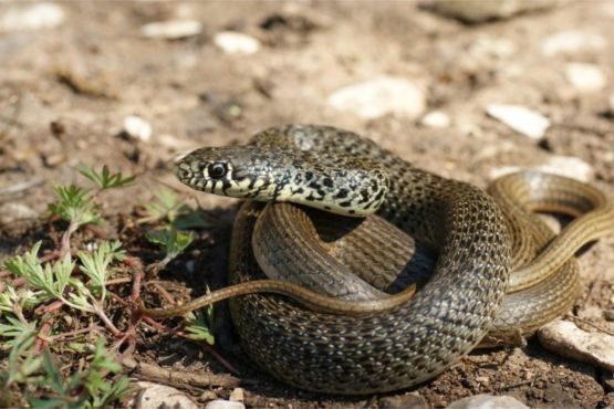 На каменистых пляжах Черногории можно встретить змей