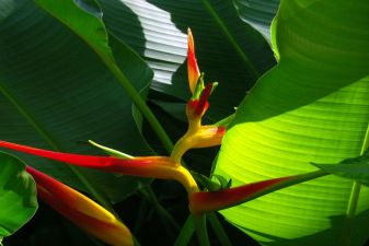 Куба фото – Разновидности орхидей