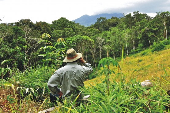 Разговаривать по сотовому посреди джунглей Борнео – почему бы и нет