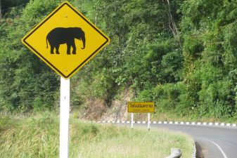 Тайланд фото – Дорожный знак «Осторожно слоны»