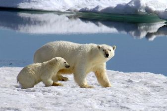 Гренландия фото – белый медведь