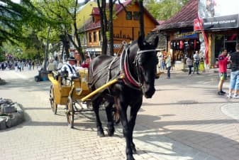 Конная повозка в Закопане